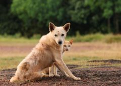 Sterilizare gratuită pentru câini și pisici în Apahida! Cum se pot programa proprietarii de animale